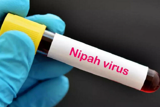 Cần Thơ: Chủ động phòng chống dịch bệnh do vi rút Nipah