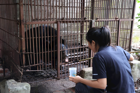 Cứu hộ thành công gấu ngựa nuôi nhốt hơn 25 năm