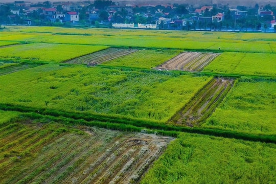 Hải Phòng chuyển đổi hơn 543ha đất trồng lúa trong năm 2026