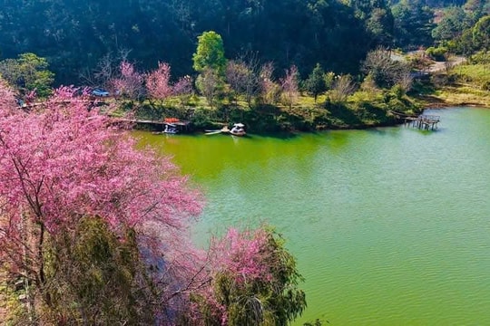 Hoa đào Măng Đen nở rộ, hút khách