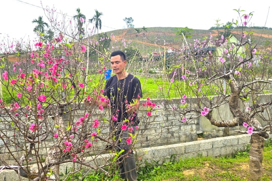 Đào nở sớm, nhà vườn lo thất thu