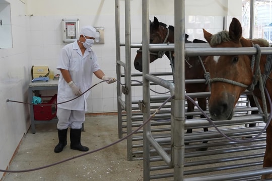 Bên trong trại ngựa sản xuất huyết thanh