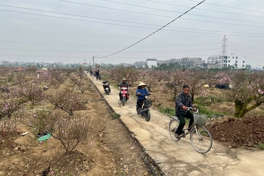 Nhộn nhịp trên những cánh đồng đào, quất ngày cận Tết