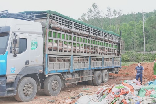 Phát hiện xe tải vận chuyển hơn 15 tấn lợn nhiễm bệnh