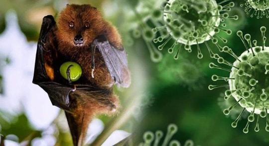 Chưa có vaccine, Bộ Y tế công bố phác đồ điều trị bệnh do virus Nipah