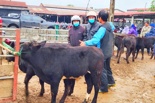 Độc đáo nghề “xem tướng” trâu bò và những cái đập tay thay lời cam kết