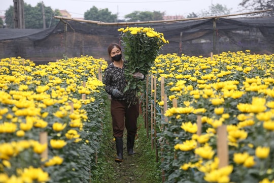 Xuân về trên làng hoa
