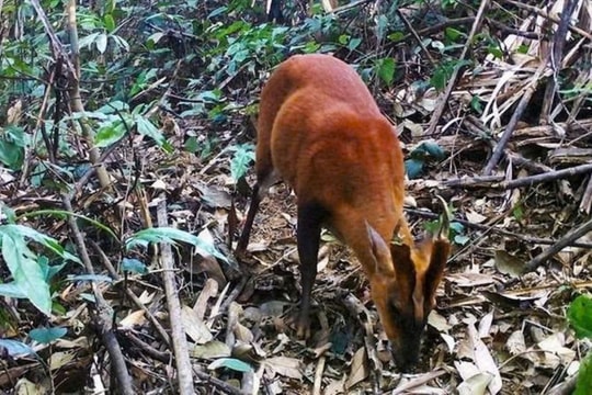 Siết chặt bảo vệ động vật hoang dã