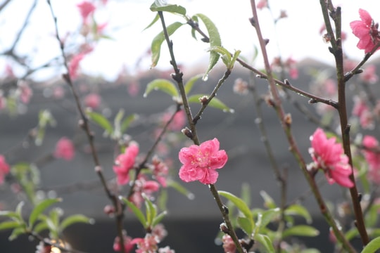 Thời tiết mùng 2 Tết: Hà Nội đón mưa phùn, miền Bắc chuyển rét đậm