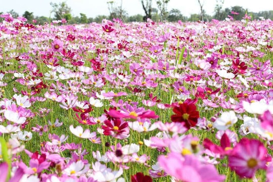 Ngày Tết ghé thăm vườn hoa sao nhái lớn nhất Cà Mau