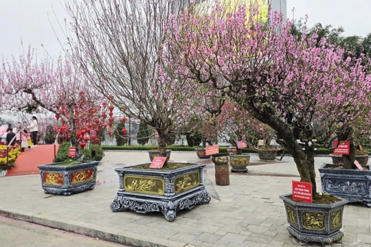 Khoe sắc cùng xuân