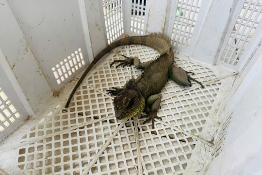 Người dân phát hiện Rồng đất quý hiếm