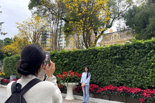 Hoa phong linh khoe sắc giữa trung tâm Hà Nội, thành điểm hẹn check-in của giới trẻ