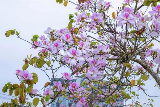 Sắc ban rực rỡ giữa đất trời Điện Biên