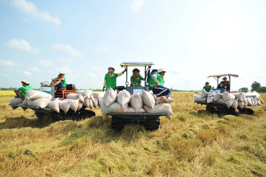 Điều hành sản xuất và tiêu thụ lúa gạo trong tình hình mới