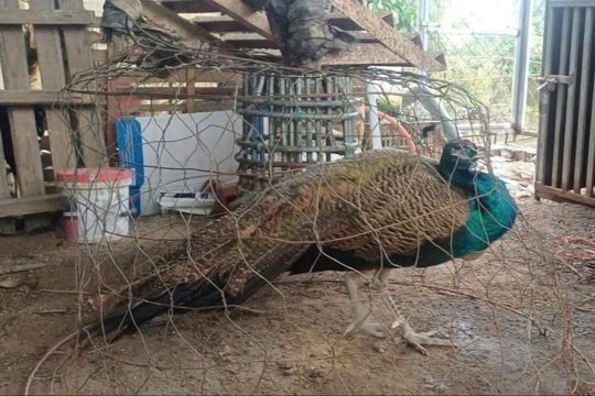 Người dân bàn giao động vật hoang dã quý hiếm cho kiểm lâm