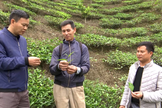 Sơn La - Sắc xanh trên vùng biên Lóng Sập