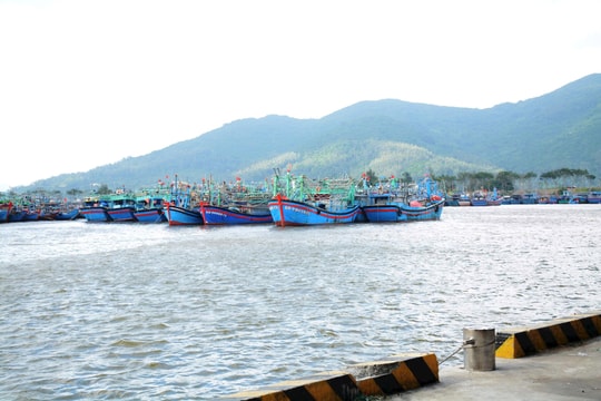 Đà Nẵng kiểm soát 100% tàu cá, siết chặt chống khai thác IUU