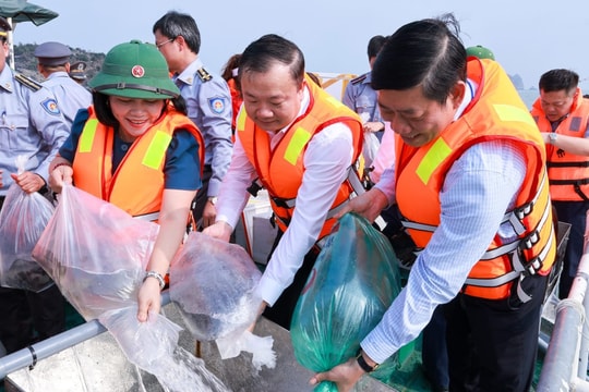 Thả hơn 1,3 triệu con giống tái tạo nguồn lợi thủy sản trên biển Cát Bà