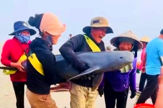 Ngư dân Hà Tĩnh giải cứu hai cá thể cá heo mắc lưới