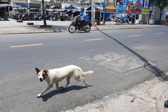 Tây Ninh ghi nhận 2 ổ dịch dại