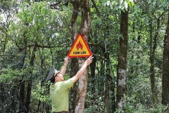 Nghiêm cấm mọi hoạt động phát sinh nguồn lửa để phòng cháy rừng