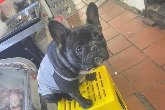 Băn khoăn tình tiết pháp lý trong vụ án chó Pitbull Pháp đi lạc