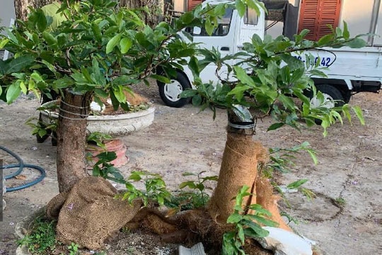 Cần làm rõ nguồn gốc 42 gốc mai vàng bị tịch thu ở Côn Đảo