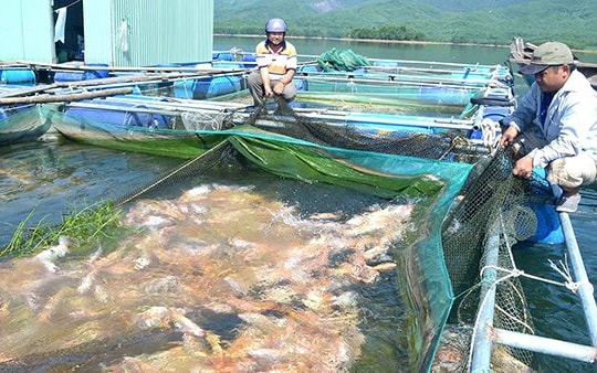 Giữ vững mạch chảy tín dụng chính sách toàn vùng duyên hải - cao nguyên Trung Bộ