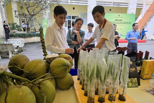 Dòng vốn Agribank “đồng hành” cùng cây dừa Tây Nam Bộ