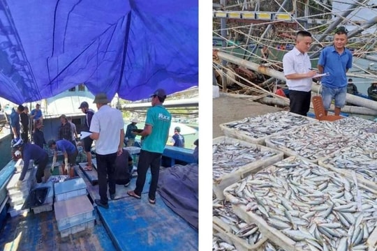 Quảng Ninh siết truy xuất nguồn gốc thủy sản khai thác