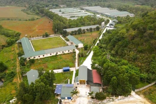 Công ty chăn nuôi Bình Sơn bị phạt hơn 400 triệu đồng vì xả thải vượt chuẩn