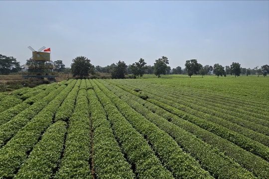 Gia Lai: Không cho chuyển đổi 62 ha chè gắn liền với hàng thông trăm tuổi