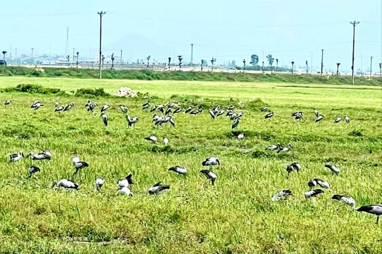 Đàn cò nhạn quý hiếm hàng trăm con bất ngờ xuất hiện tại Hà Tĩnh