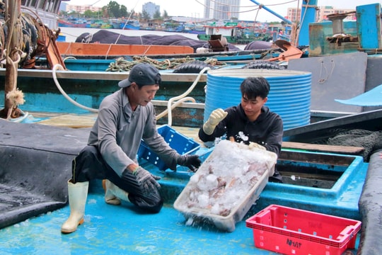 Đà Nẵng số hóa quản lý nghề cá, siết kỷ cương chống IUU