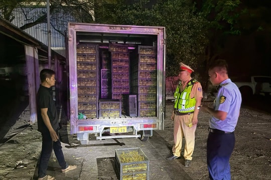 Phát hiện xe chở 10.000 vịt con không rõ nguồn gốc
