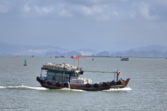 Tăng cường kiểm soát, xử lý khai thác thủy sản trái phép nhằm tháo gỡ thẻ vàng IUU