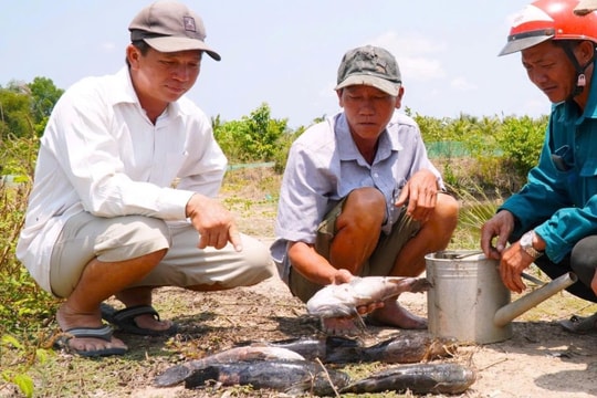 Cà Mau: Làm rõ nguyên nhân cá nuôi chết hàng loạt