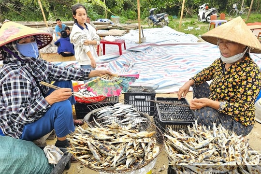 Bám biển xuyên lễ, ngư dân thắng lớn vụ cá
