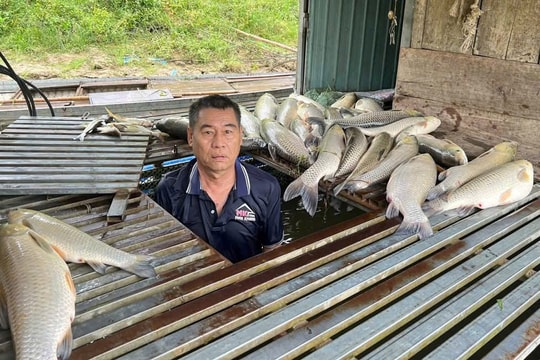 Khẩn trương xác minh vụ cá chết hàng loạt trên sông Lam