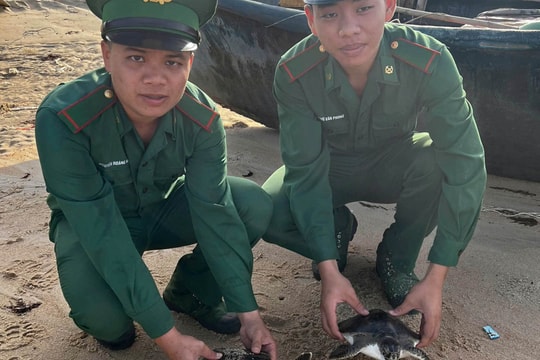 Thả hai cá thể rùa biển về đại dương