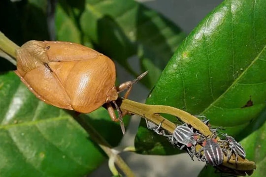 Nguy cơ ngộ độc khi ăn côn trùng bắt ngoài tự nhiên