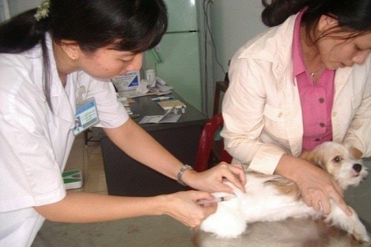 4 ca tử vong do bệnh dại, ngành y tế TP.HCM triển khai biện pháp gì?