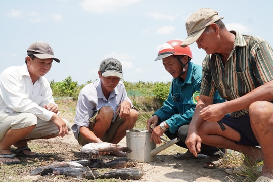 Nguyên nhân làm cá nuôi chết hàng loạt ở Cà Mau