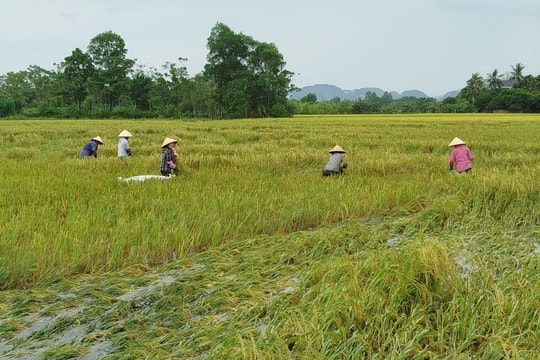 Thanh Hóa hỗ trợ gần 32 tỷ đồng cho người dân khôi phục sản xuất sau thiên tai