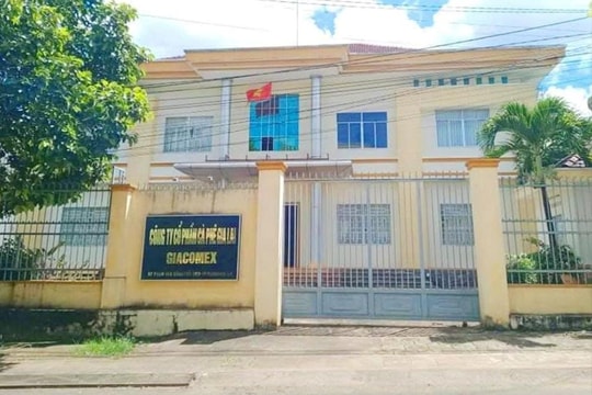 Cổ phần hóa Công ty TNHH MTV cà phê Gia Lai gây thiệt hại hàng chục tỷ đồng