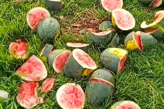 Công an vào cuộc vụ ruộng dưa hấu bị chặt phá