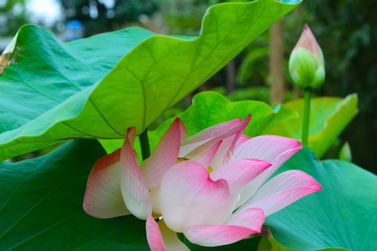 Hương sen quê Bác