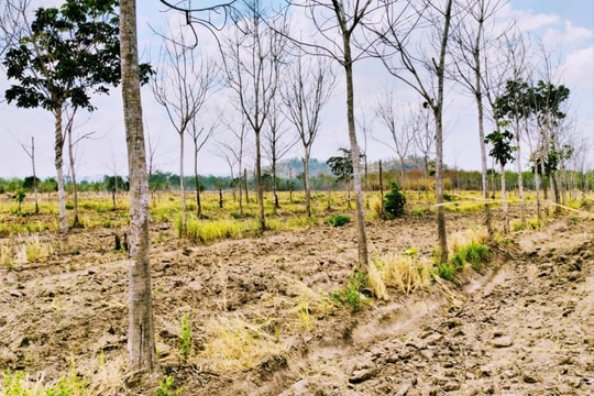 Gia Lai và “bài toán" chuyển đổi hơn 22 nghìn ha cao su bị chết, kém hiệu quả