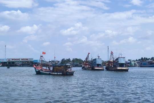 Cà Mau tập trung khắc phục triệt để những hạn chế trong công tác chống khai thác IUU